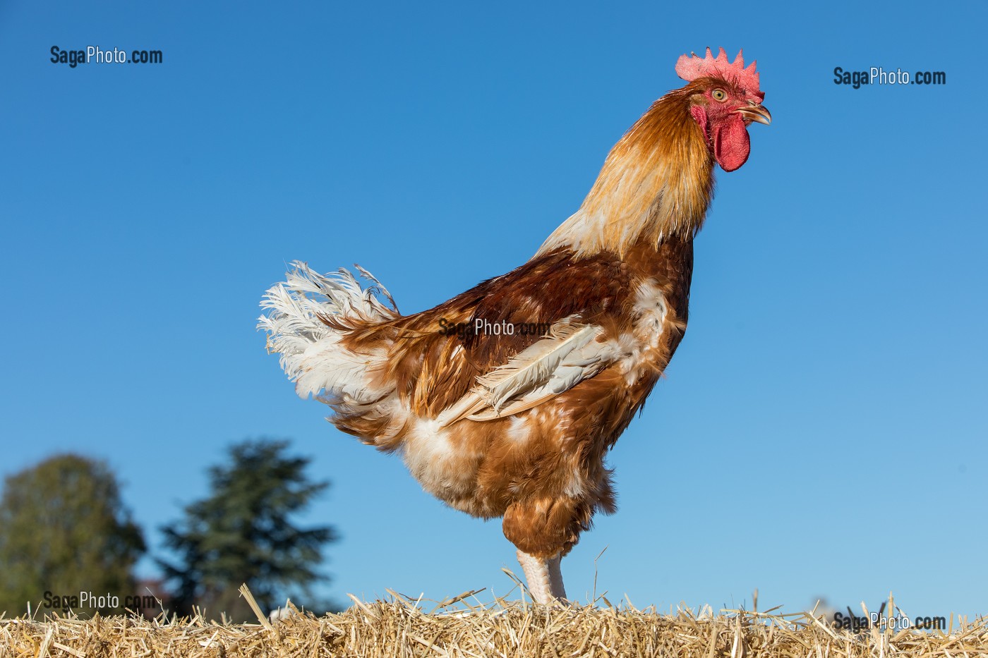 COQ, ELEVAGE DE VOLAILLES EN PLEIN AIR NOURRIES AUX CEREALES DE LA FERME, PRODUITS FERMIERS DE TERROIR, FERME DE GRANDVILLAIN, ORGERES-EN-BEAUCE (28), FRANCE 