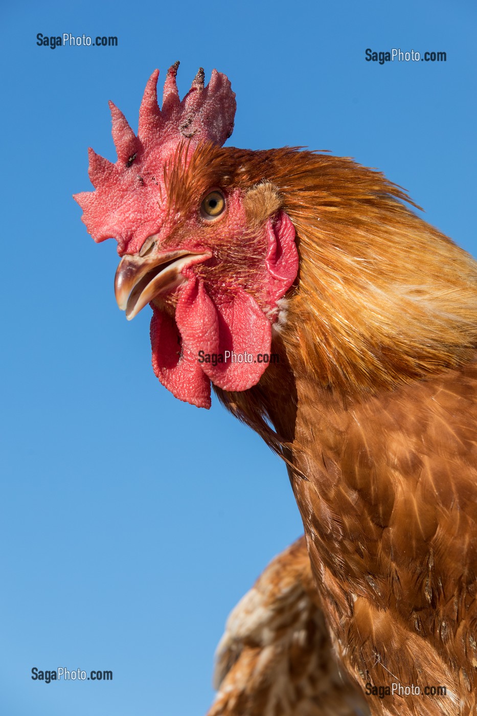 COQ, ELEVAGE DE VOLAILLES EN PLEIN AIR NOURRIES AUX CEREALES DE LA FERME, PRODUITS FERMIERS DE TERROIR, FERME DE GRANDVILLAIN, ORGERES-EN-BEAUCE (28), FRANCE 