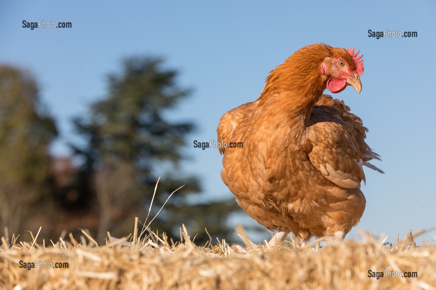 POULE, ELEVAGE DE VOLAILLES EN PLEIN AIR NOURRIES AUX CEREALES DE LA FERME, PRODUITS FERMIERS DE TERROIR, FERME DE GRANDVILLAIN, ORGERES-EN-BEAUCE (28), FRANCE 