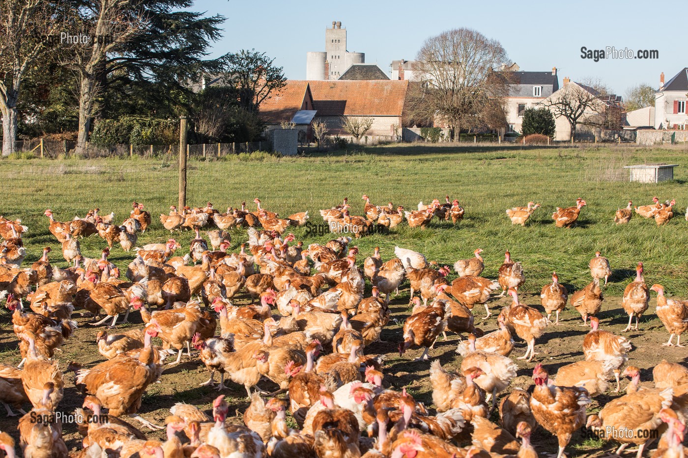 POULETS A L'HERBE SUR L'EXPLOITATION, ELEVAGE DE VOLAILLES EN PLEIN AIR NOURRIES AUX CEREALES DE LA FERME, PRODUITS FERMIERS DE TERROIR, FERME DE GRANDVILLAIN, ORGERES-EN-BEAUCE (28), FRANCE 