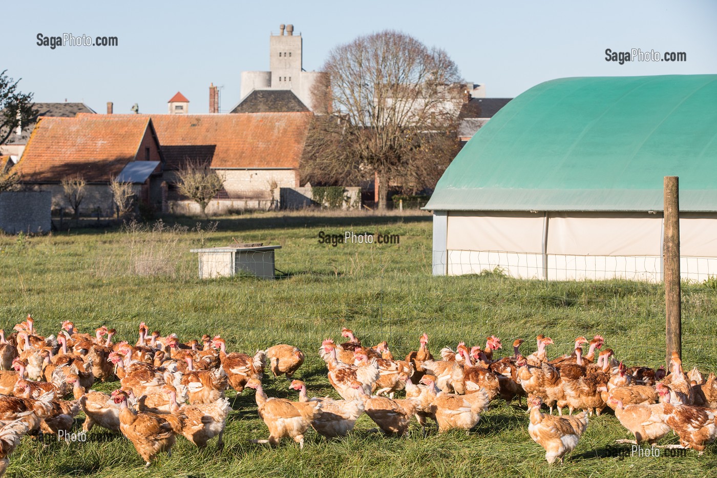 POULETS A L'HERBE SUR L'EXPLOITATION, ELEVAGE DE VOLAILLES EN PLEIN AIR NOURRIES AUX CEREALES DE LA FERME, PRODUITS FERMIERS DE TERROIR, FERME DE GRANDVILLAIN, ORGERES-EN-BEAUCE (28), FRANCE 