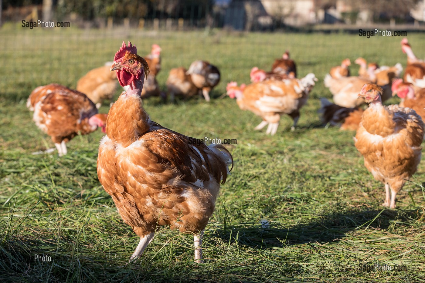 POULETS A L'HERBE SUR L'EXPLOITATION, ELEVAGE DE VOLAILLES EN PLEIN AIR NOURRIES AUX CEREALES DE LA FERME, PRODUITS FERMIERS DE TERROIR, FERME DE GRANDVILLAIN, ORGERES-EN-BEAUCE (28), FRANCE 