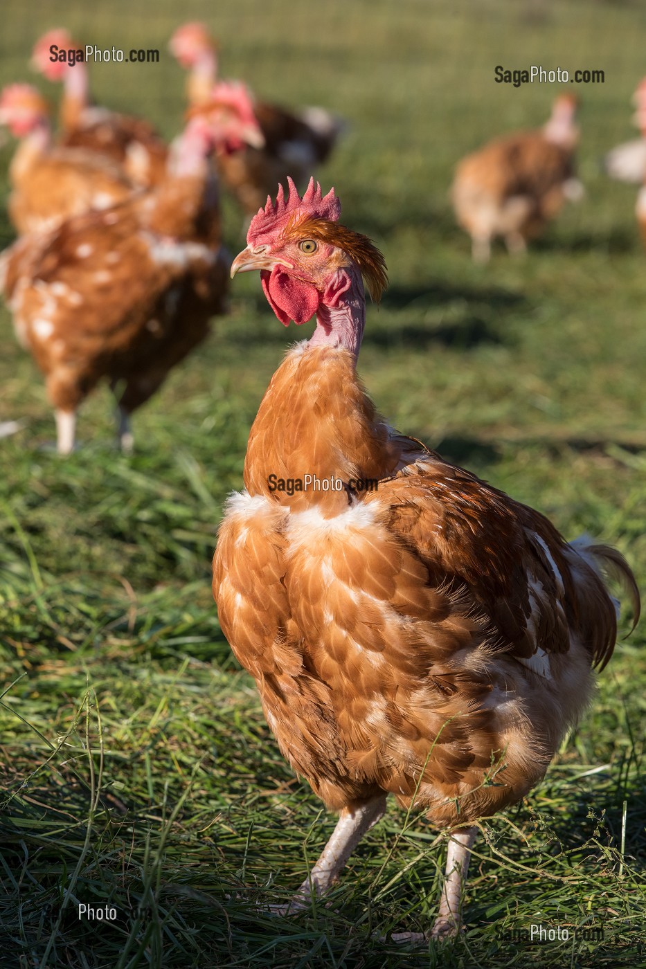 POULETS A L'HERBE SUR L'EXPLOITATION, ELEVAGE DE VOLAILLES EN PLEIN AIR NOURRIES AUX CEREALES DE LA FERME, PRODUITS FERMIERS DE TERROIR, FERME DE GRANDVILLAIN, ORGERES-EN-BEAUCE (28), FRANCE 