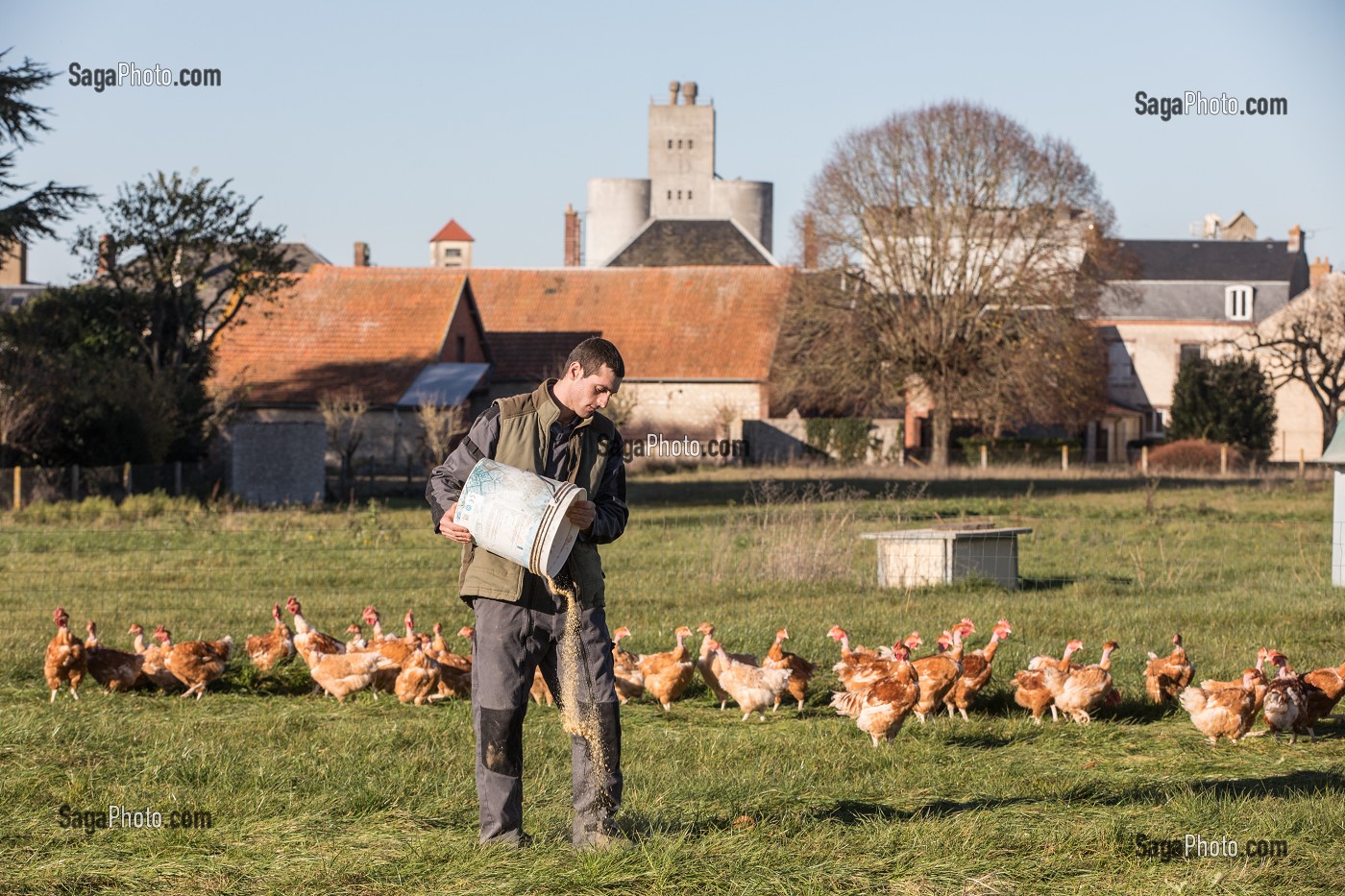 POULETS A L'HERBE SUR L'EXPLOITATION, ELEVAGE DE VOLAILLES EN PLEIN AIR NOURRIES AUX CEREALES DE LA FERME, PRODUITS FERMIERS DE TERROIR, FERME DE GRANDVILLAIN, ORGERES-EN-BEAUCE (28), FRANCE 