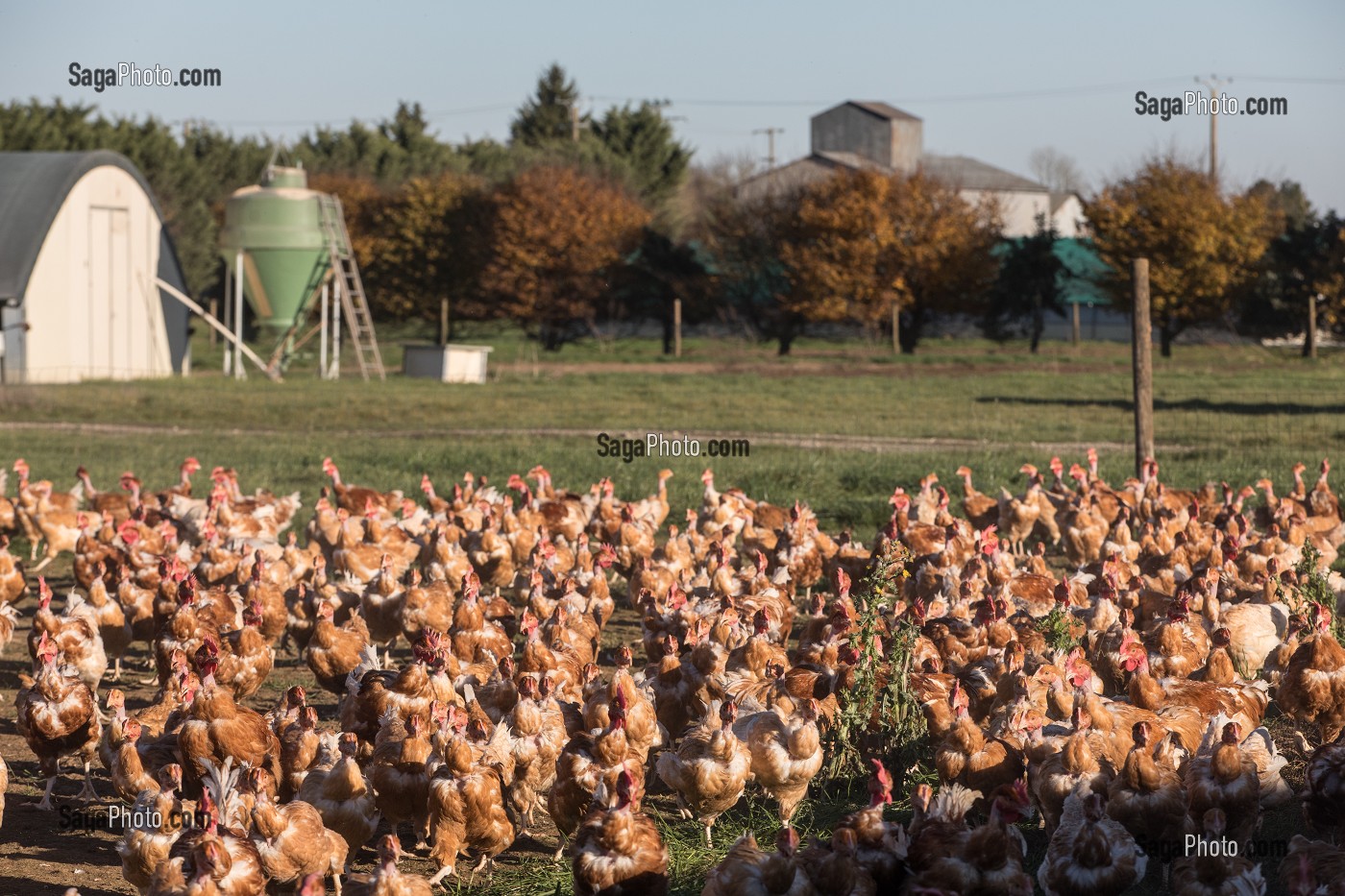 POULETS A L'HERBE SUR L'EXPLOITATION, ELEVAGE DE VOLAILLES EN PLEIN AIR NOURRIES AUX CEREALES DE LA FERME, PRODUITS FERMIERS DE TERROIR, FERME DE GRANDVILLAIN, ORGERES-EN-BEAUCE (28), FRANCE 