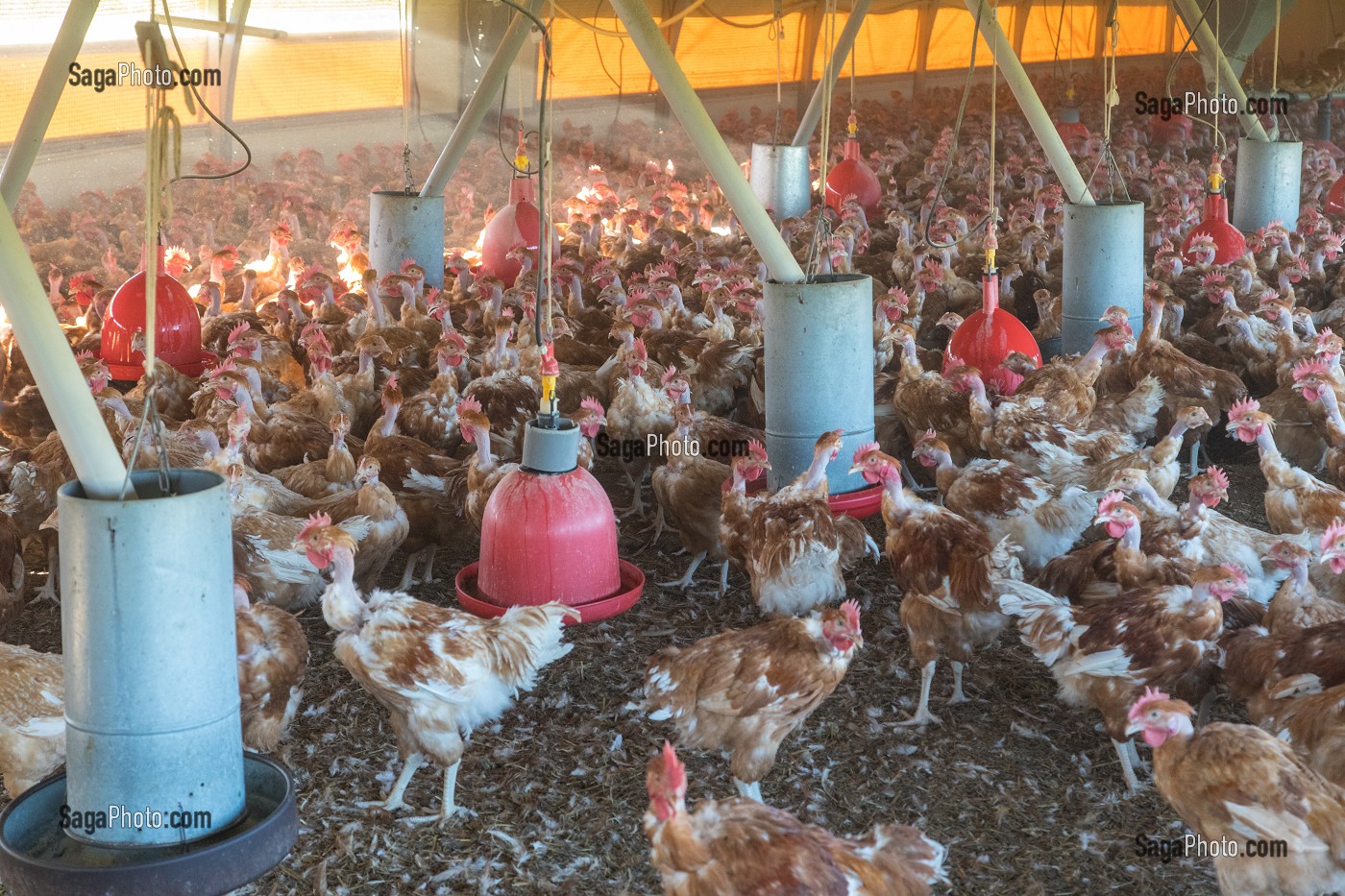 POULETS DANS LEUR POULAILLER SUR L'EXPLOITATION, ELEVAGE DE VOLAILLES EN PLEIN AIR NOURRIES AUX CEREALES DE LA FERME, PRODUITS FERMIERS DE TERROIR, FERME DE GRANDVILLAIN, ORGERES-EN-BEAUCE (28), FRANCE 