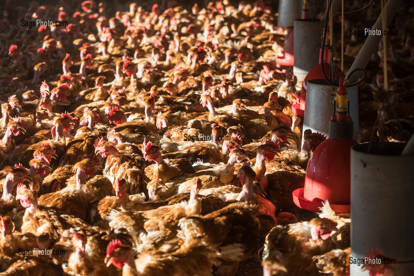 POULETS DANS LEUR POULAILLER SUR L'EXPLOITATION, ELEVAGE DE VOLAILLES EN PLEIN AIR NOURRIES AUX CEREALES DE LA FERME, PRODUITS FERMIERS DE TERROIR, FERME DE GRANDVILLAIN, ORGERES-EN-BEAUCE (28), FRANCE 