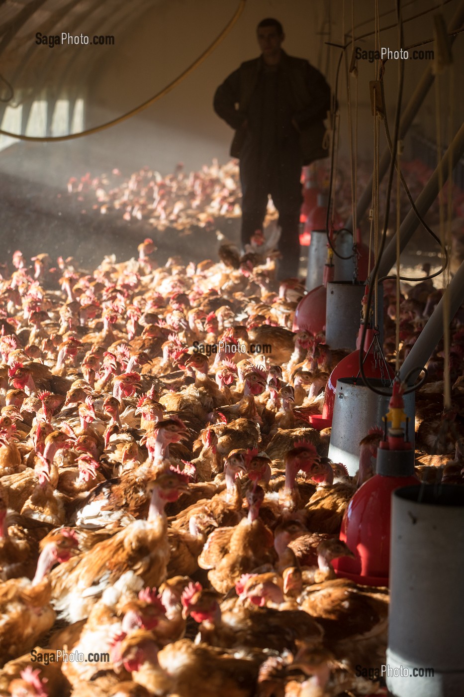 POULETS DANS LEUR POULAILLER SUR L'EXPLOITATION, ELEVAGE DE VOLAILLES EN PLEIN AIR NOURRIES AUX CEREALES DE LA FERME, PRODUITS FERMIERS DE TERROIR, FERME DE GRANDVILLAIN, ORGERES-EN-BEAUCE (28), FRANCE 