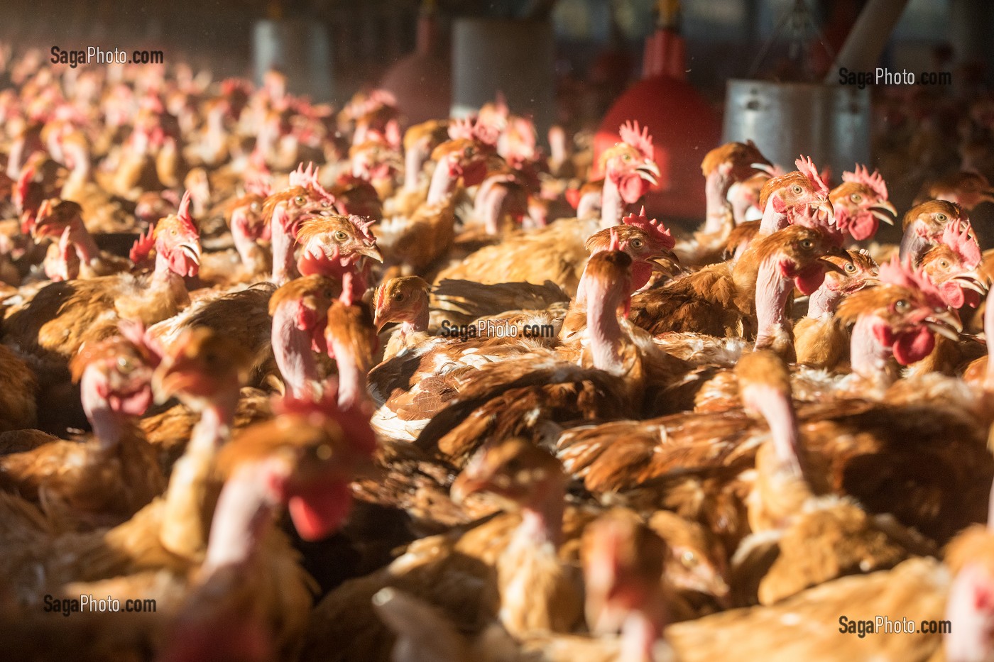 POULETS DANS LEUR POULAILLER SUR L'EXPLOITATION, ELEVAGE DE VOLAILLES EN PLEIN AIR NOURRIES AUX CEREALES DE LA FERME, PRODUITS FERMIERS DE TERROIR, FERME DE GRANDVILLAIN, ORGERES-EN-BEAUCE (28), FRANCE 