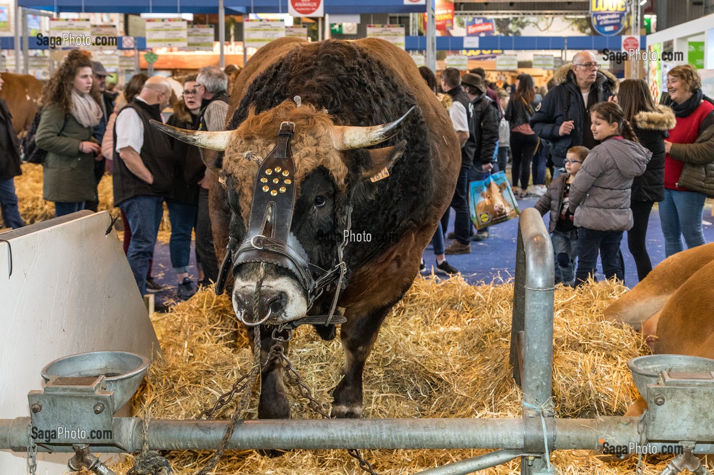 TAUREAU DE RACE SALERS, SALON DE L'AGRICULTURE, PORTE DE VERSAILLES, PARIS 