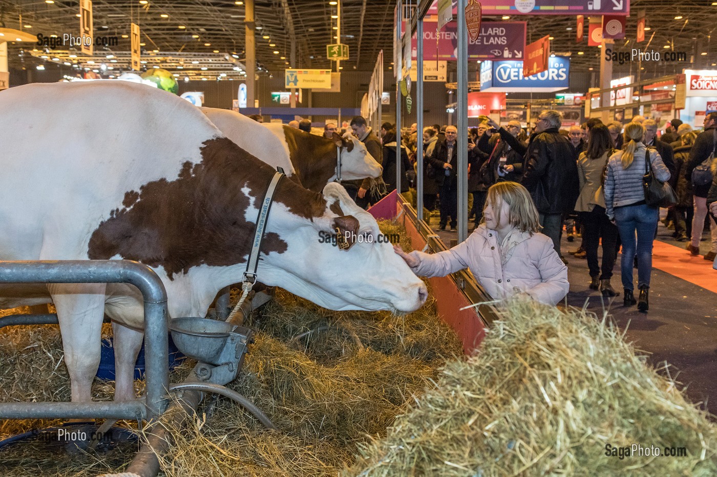 EXPOSITION DE VACHES DE RACE MONTBELIARDE, SALON DE L'AGRICULTURE, PORTE DE VERSAILLES, PARIS 