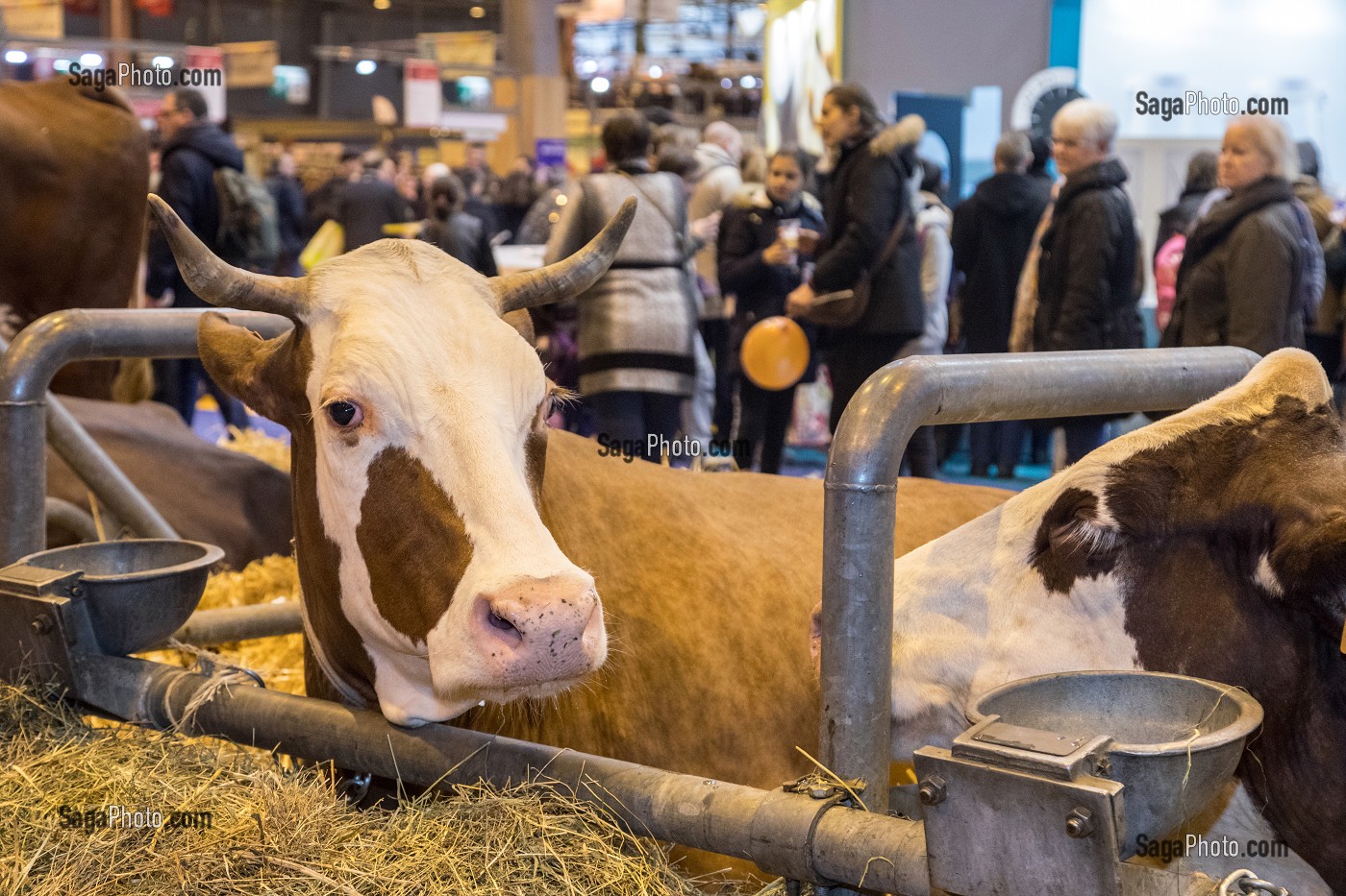 EXPOSITION DE VACHES DE RACE MONTBELIARDE, SALON DE L'AGRICULTURE, PORTE DE VERSAILLES, PARIS 