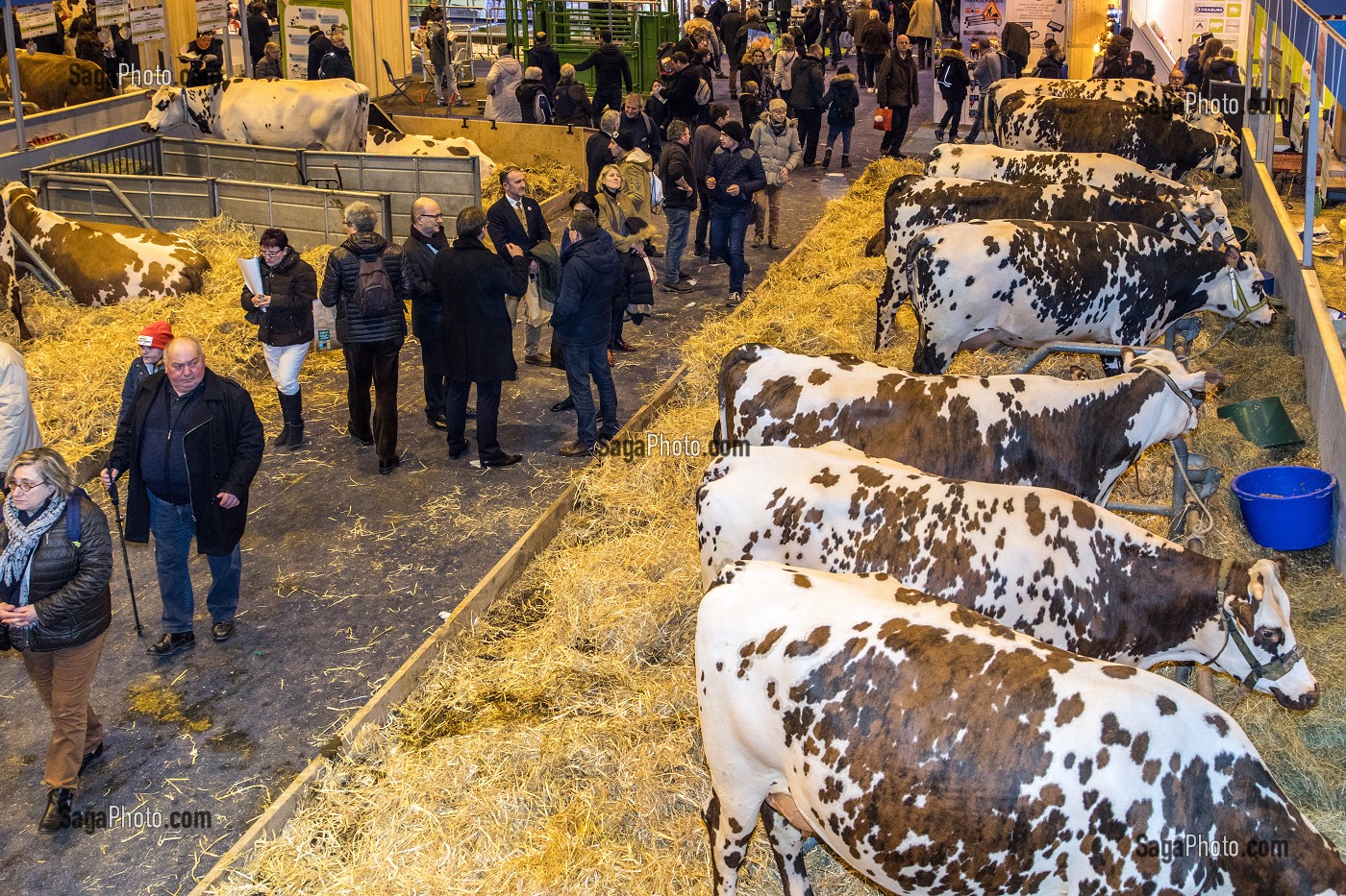 VACHES DE RACE NORMANDES, SALON DE L'AGRICULTURE, PORTE DE VERSAILLES, PARIS 