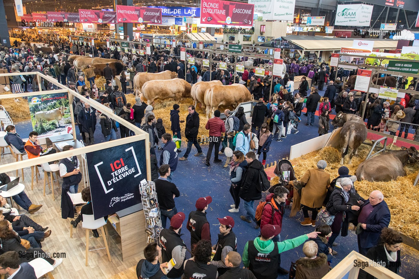 EXPOSITION DES DIFFERENTES RACES DE VACHES, SALON DE L'AGRICULTURE, PORTE DE VERSAILLES, PARIS 