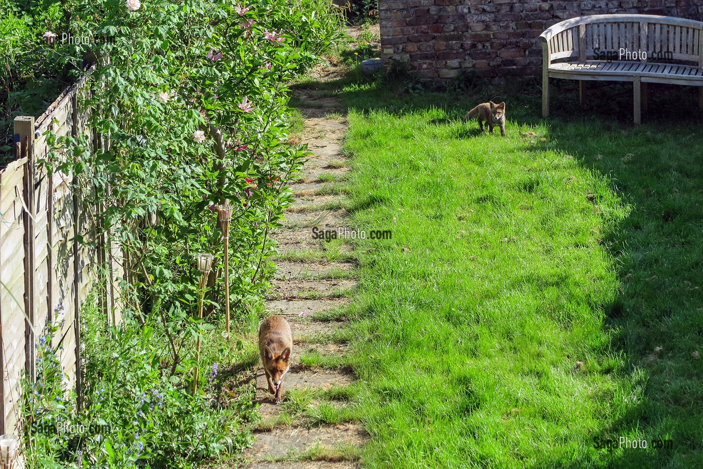 RENARDS (ANIMAUX PROTEGES) DANS LES JARDINS LONDONIENS, LONDRES, GRANDE-BRETAGNE, EUROPE 