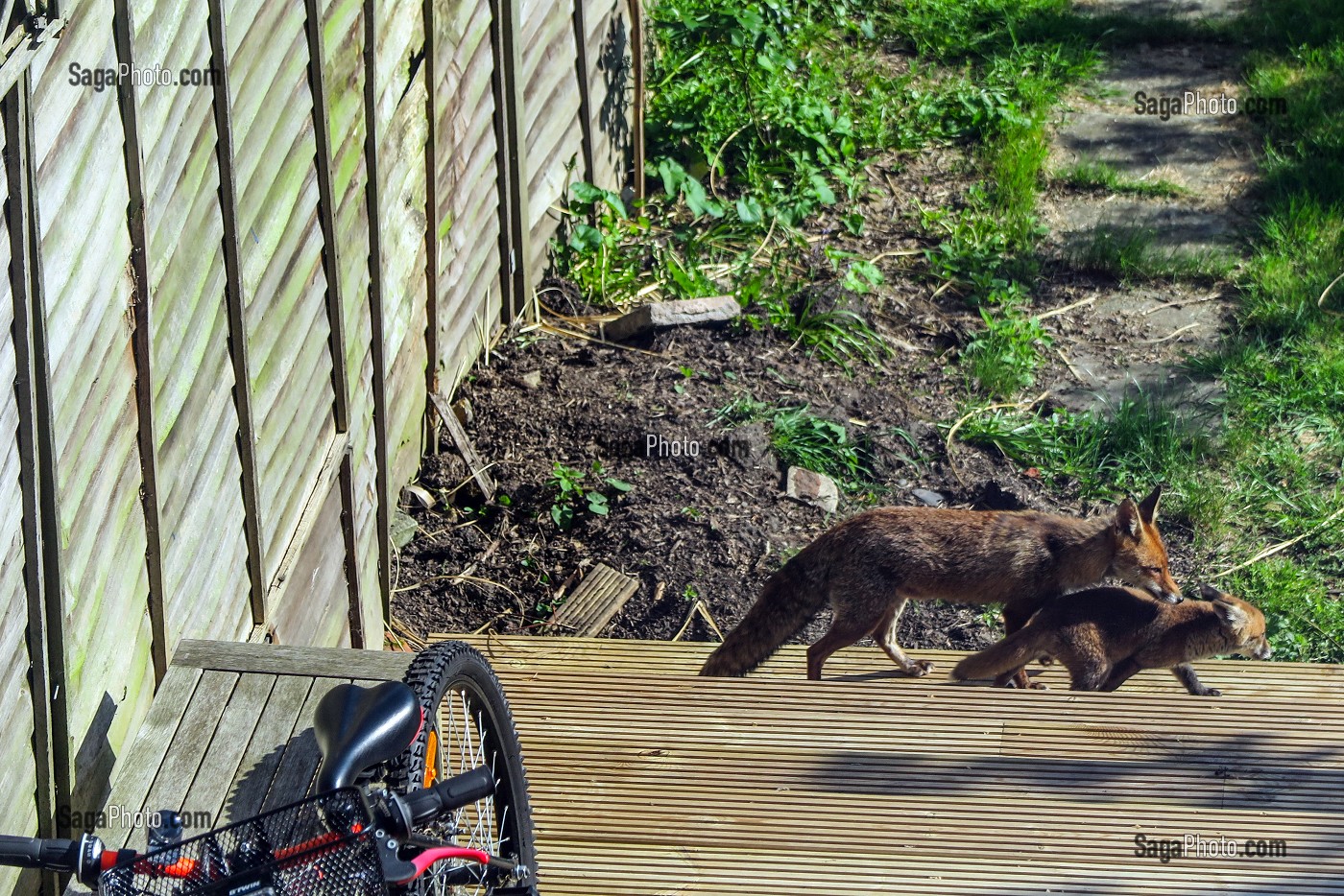 RENARDS (ANIMAUX PROTEGES) DANS LES JARDINS LONDONIENS, LONDRES, GRANDE-BRETAGNE, EUROPE 