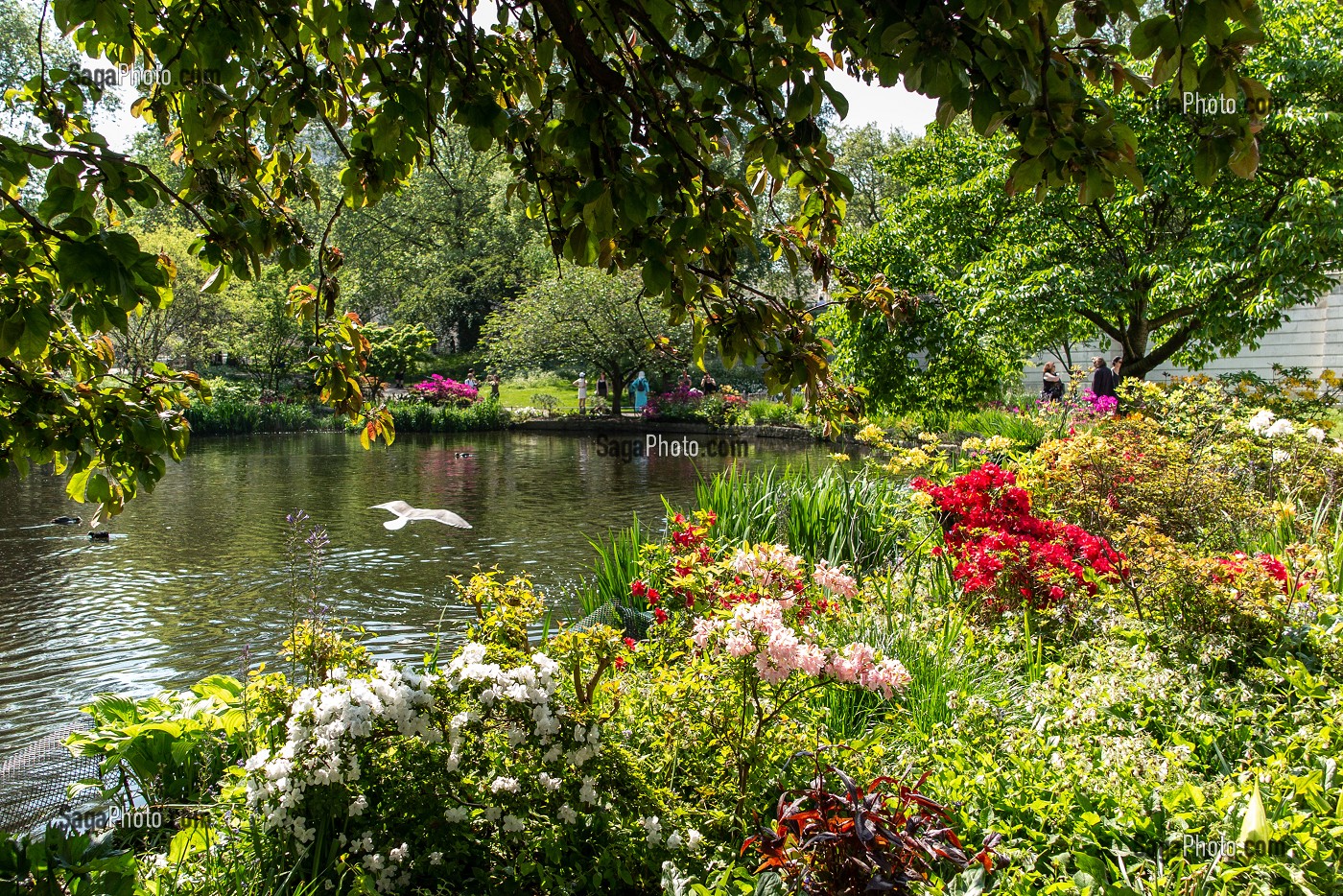 JARDIN SAINT JAMES PARK, PALAIS DE BUCKINGHAM, LONDRES, GRANDE-BRETAGNE, EUROPE 