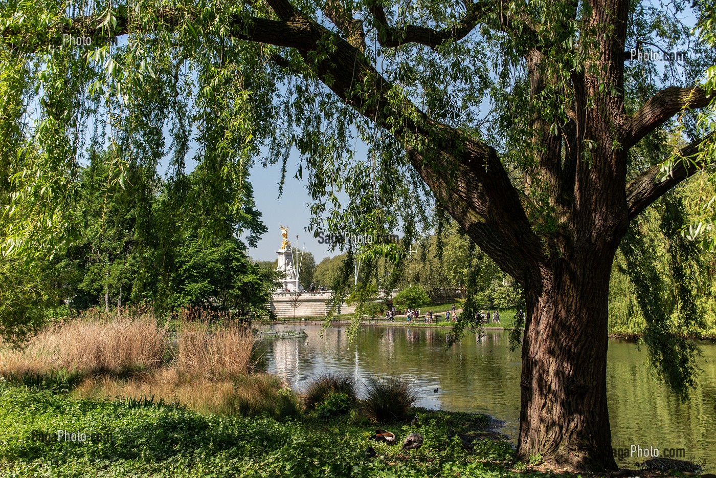 JARDIN SAINT JAMES PARK, PALAIS DE BUCKINGHAM, LONDRES, GRANDE-BRETAGNE, EUROPE 