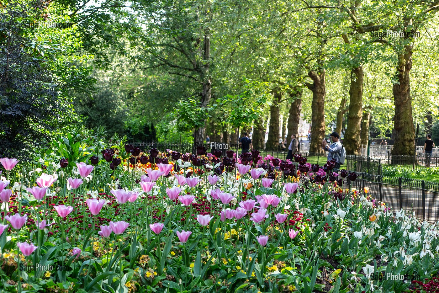 JARDIN SAINT JAMES PARK, PALAIS DE BUCKINGHAM, LONDRES, GRANDE-BRETAGNE, EUROPE 