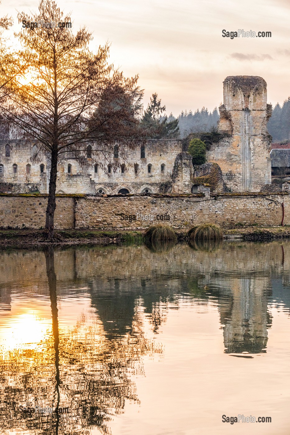 RUINES DE L'ANCIENNE EGLISE ABBATIALE, ABBAYE ROYALE CISTERCIENNE DE MORTEMER CONSTRUITE AU XII EME SIECLE PAR HENRI 1ER BEAUCLERC FILS DE GUILLAUME LE CONQUERANT POUR DES MOINES BENEDICTINS, LISORS (27), FRANCE 