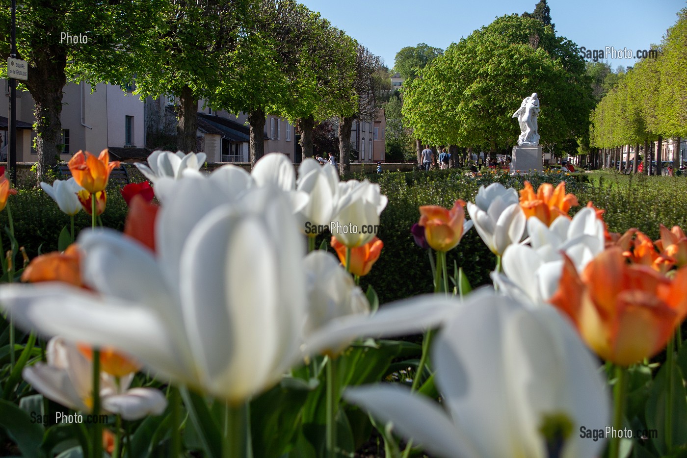 PARTERRE DE TULIPES A L'ENTREE DU SQUARE DE LA REPUBLIQUE, VILLE DE DREUX, EURE-ET-LOIR (28), FRANCE 