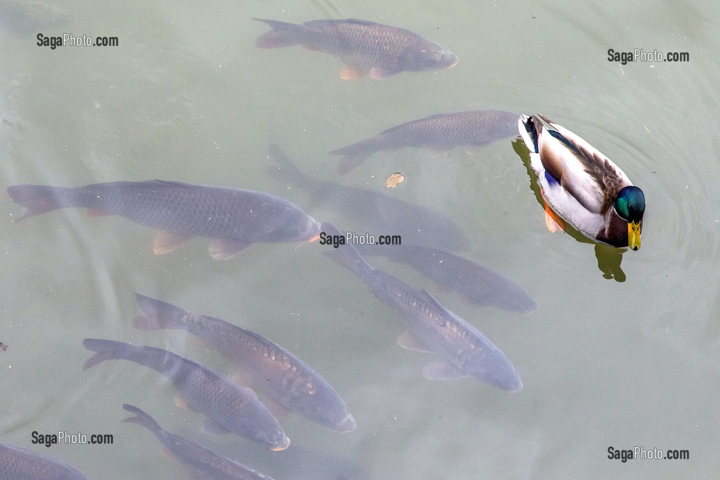 CANARD ET CARPES DANS LES DOUVES DU CHATEAU DE CARROUGES (61), FRANCE 