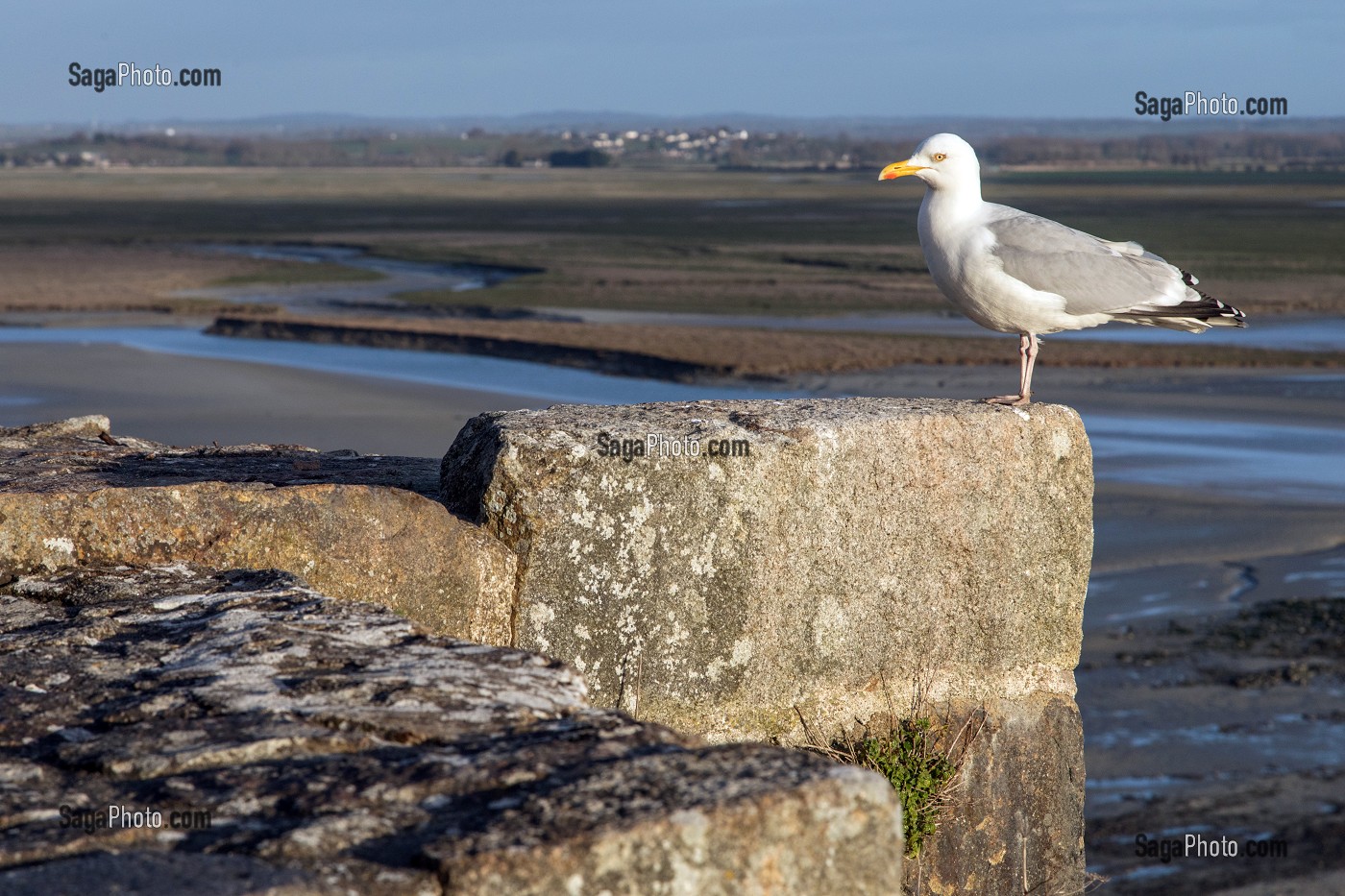 MOUETTE SUR UNE MAISON DU MONT-SAINT-MICHEL (50), FRANCE 