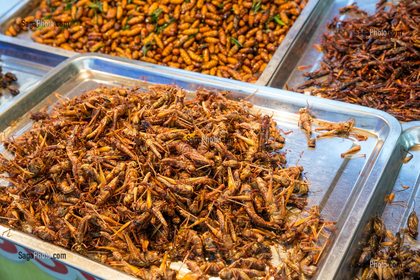 ETALAGE D'INSECTES GRILLES (VERS A SOIE, SAUTERELLE, GRILLONS, CIGALES), MARCHE DE NUIT, BANG SAPHAN, PROVINCE DE PRACHUAP KHIRI KHAN, THAILANDE 