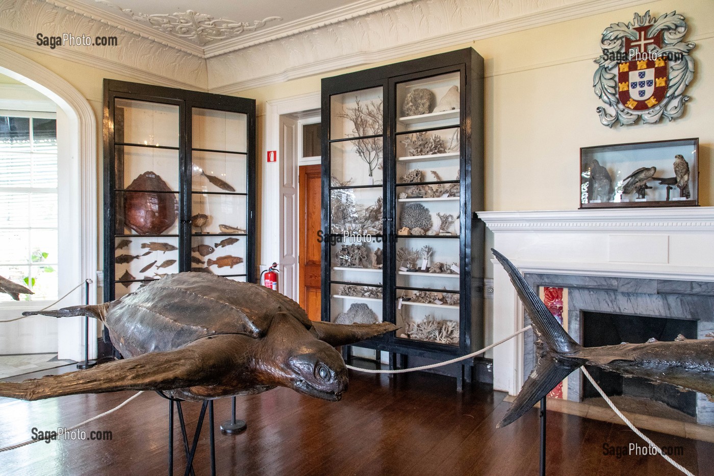 MUSEE D'HISTOIRE NATURELLE, JARDIN BOTANIQUE DE MADEIRA, FUNCHAL, ILE DE MADERE, PORTUGAL 