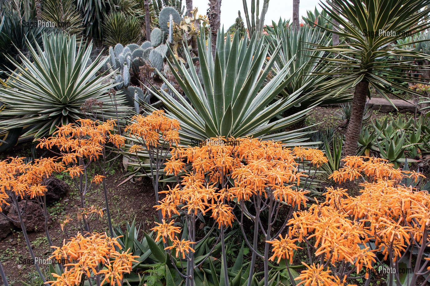 QUEUE DE LION OU LEONOTIS LEONORUS, ARBUSTE A LA FLORAISON ORANGEE TRES ORIGINALE, JARDIN BOTANIQUE DE MADEIRA, FUNCHAL, ILE DE MADERE, PORTUGAL 