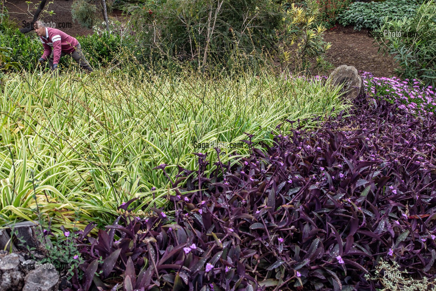 JARDINIER, ENTRETIEN DES PLANTES, JARDIN BOTANIQUE DE MADEIRA, FUNCHAL, ILE DE MADERE, PORTUGAL 