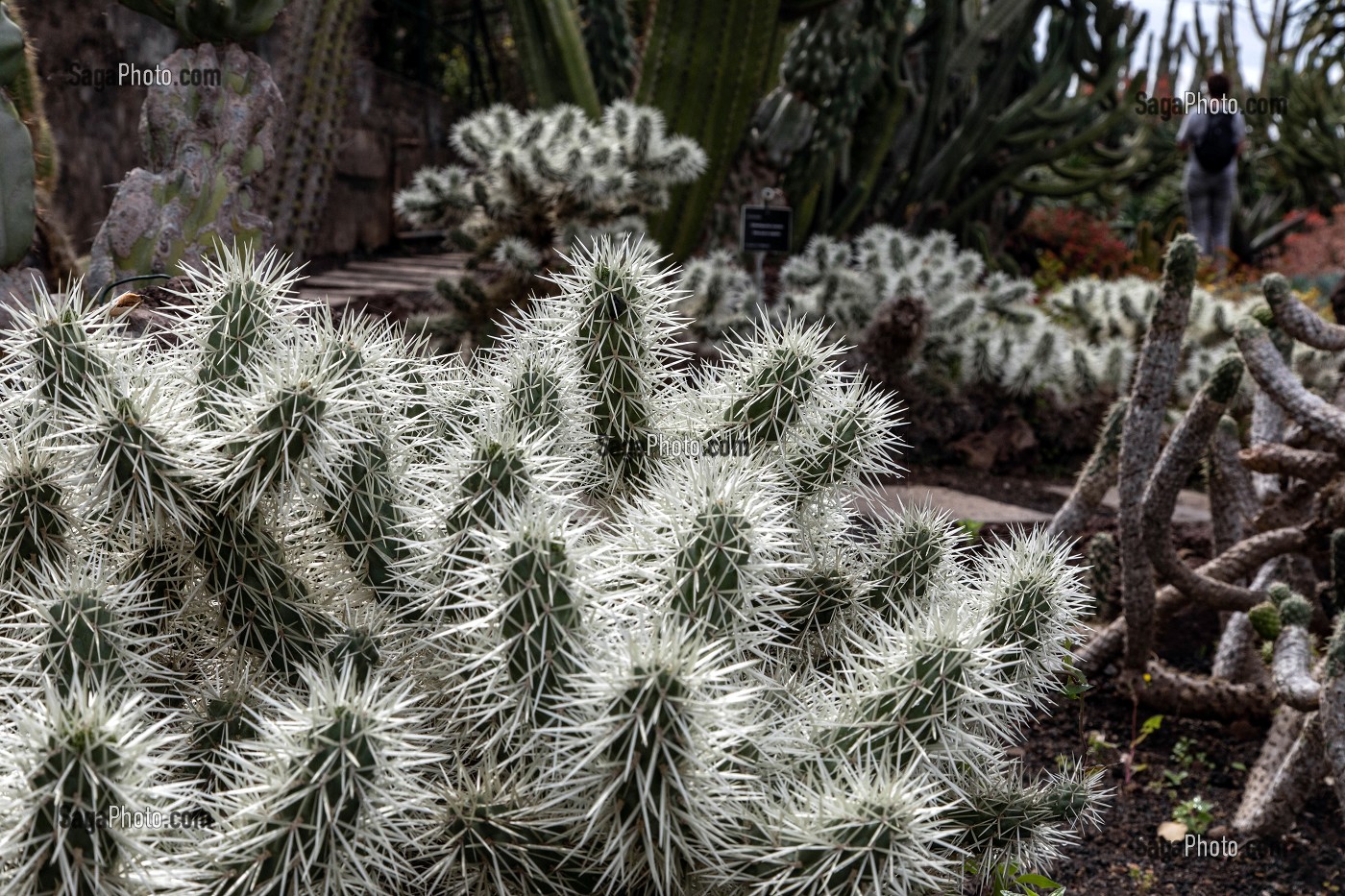 CYLINDROPUNTIA TUNICATA, CACTUS BUISSON EPINEUX, JARDIN BOTANIQUE DE MADEIRA, FUNCHAL, ILE DE MADERE, PORTUGAL 