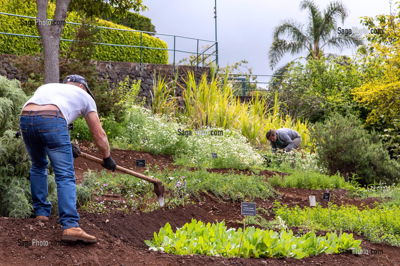 JARDINIER, JARDIN BOTANIQUE DE MADEIRA, FUNCHAL, ILE DE MADERE, PORTUGAL 