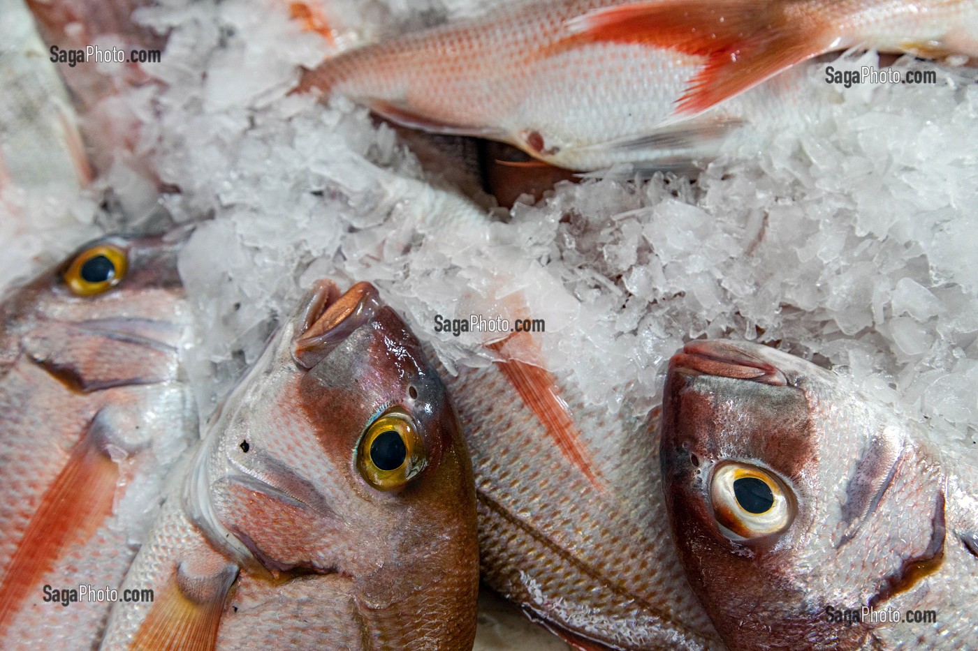 DORADES ROYALES, MARCHE AUX POISSONS, MERCADO LAVRADORES, FUNCHAL, ILE DE MADERE, PORTUGAL 