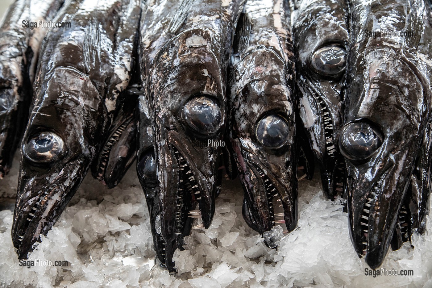 POISSONS SABRE, MARCHE AUX POISSONS, MERCADO LAVRADORES, FUNCHAL, ILE DE MADERE, PORTUGAL 