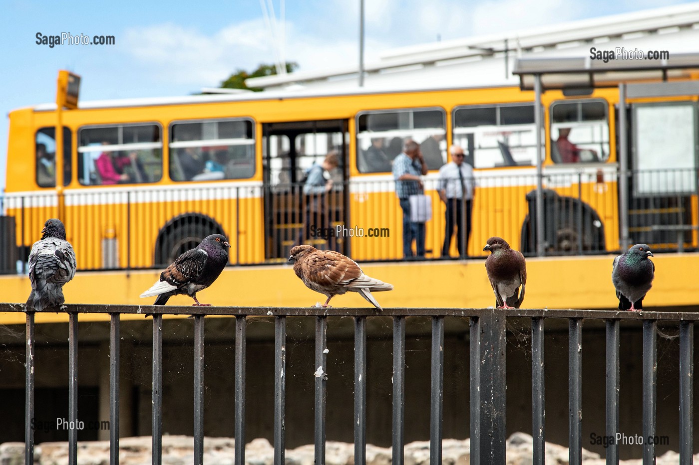 PIGEON AVEC BUS A L'ARRIERE, FUNCHAL, ILE DE MADERE, PORTUGAL 
