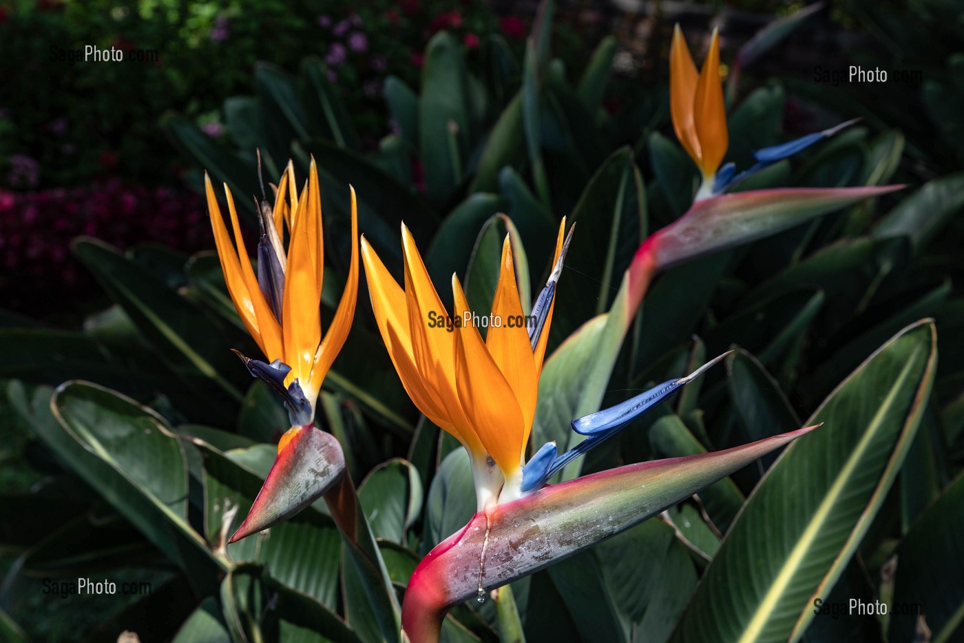 STRELITZIA, AUTREMENT APPELEE OISEAU DU PARADIS, PLANTE TROPICALE, JARDIN BOTANIQUE DE MADEIRA, FUNCHAL, ILE DE MADERE, PORTUGAL 