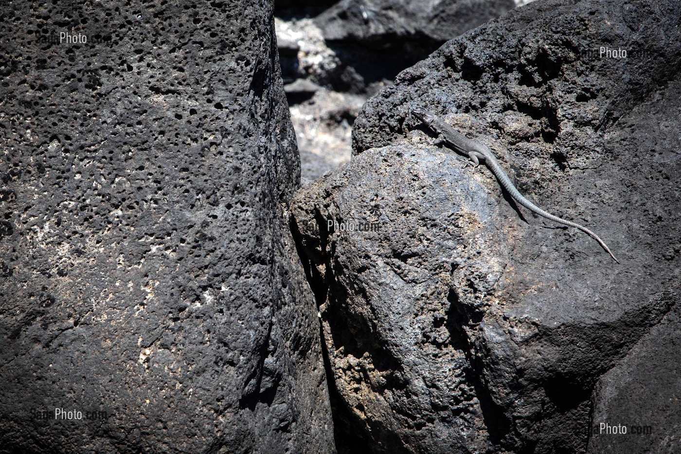 LEZARD SUR LE FALAISES AUX ROCHES VOLCANIQUES NOIRES, PORTO DA CRUZ, ILE DE MADERE, PORTUGAL 