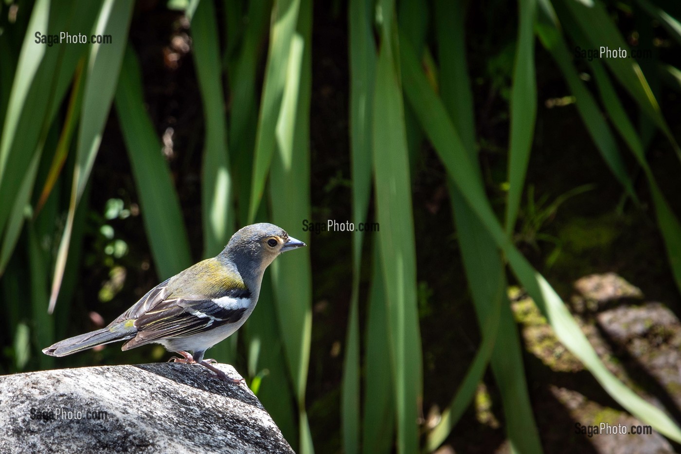 PINSON DES ARBRES, OISEAU ENDEMIQUE DE ILE DE MADERE, SAO JORGE, ILE DE MADERE, PORTUGAL 