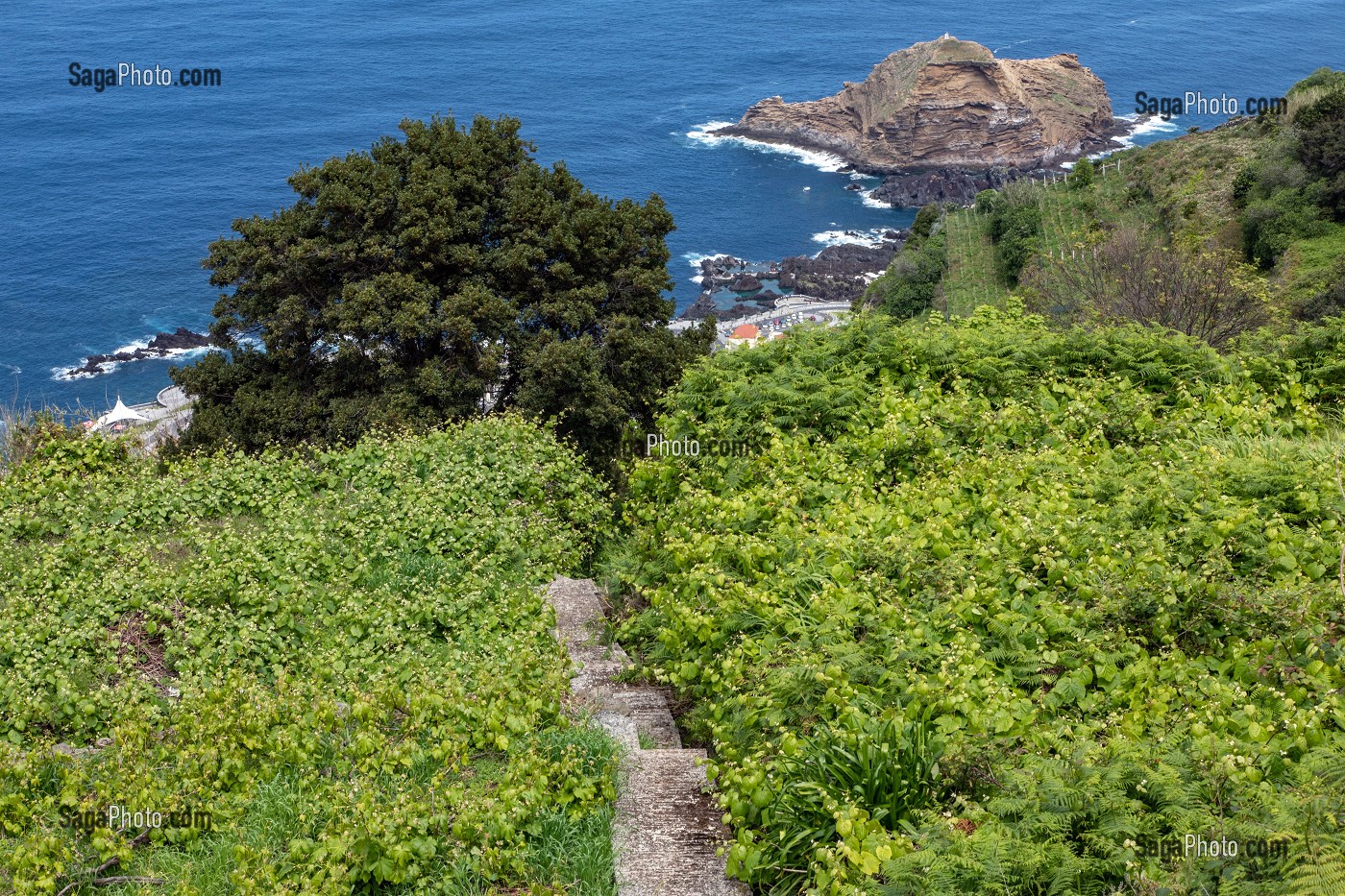 VIGNES EN ESCALIER, PORTO MONIZ, ILE DE MADERE, PORTUGAL 