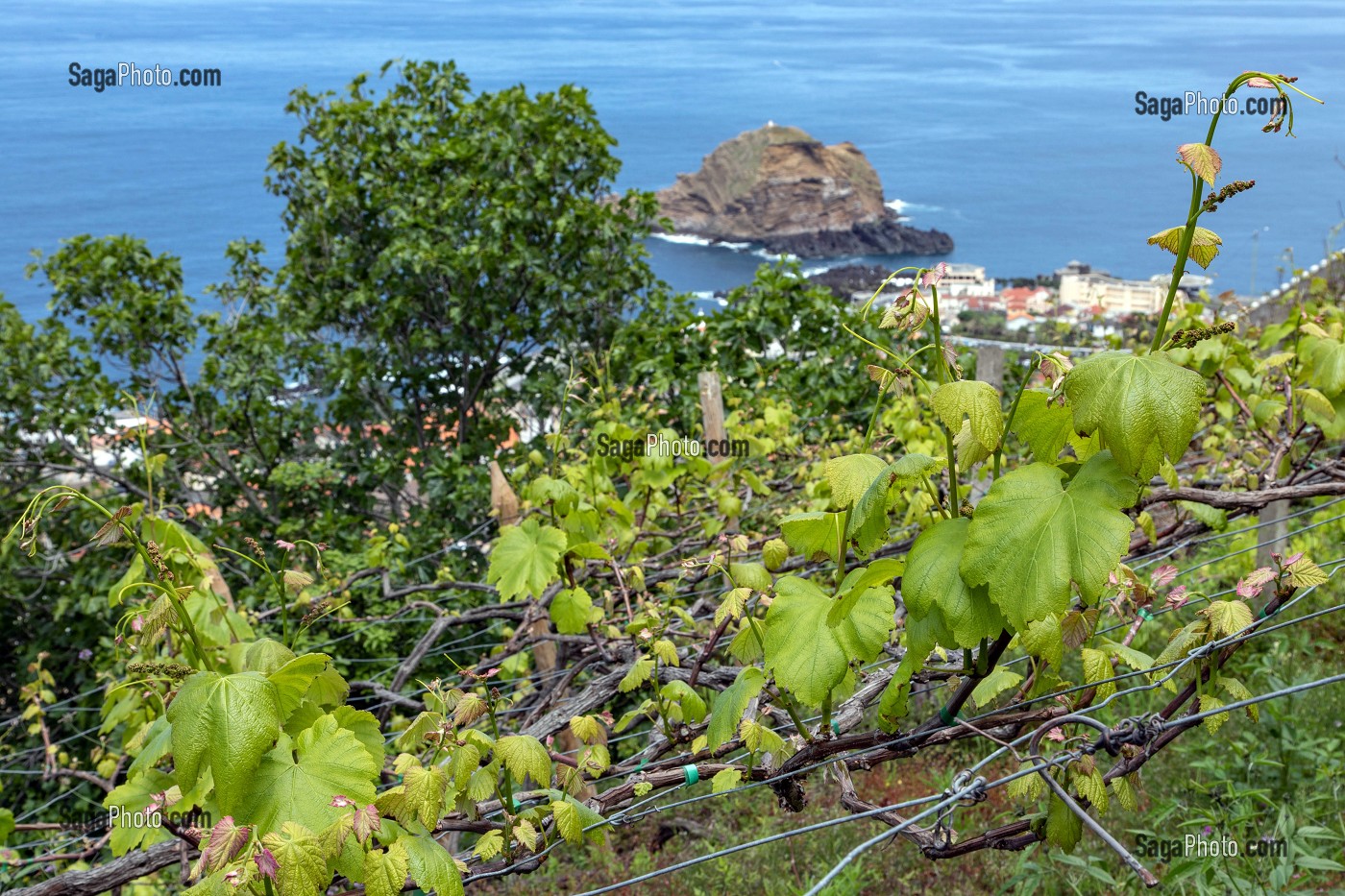 VIGNES EN ESCALIER, PORTO MONIZ, ILE DE MADERE, PORTUGAL 