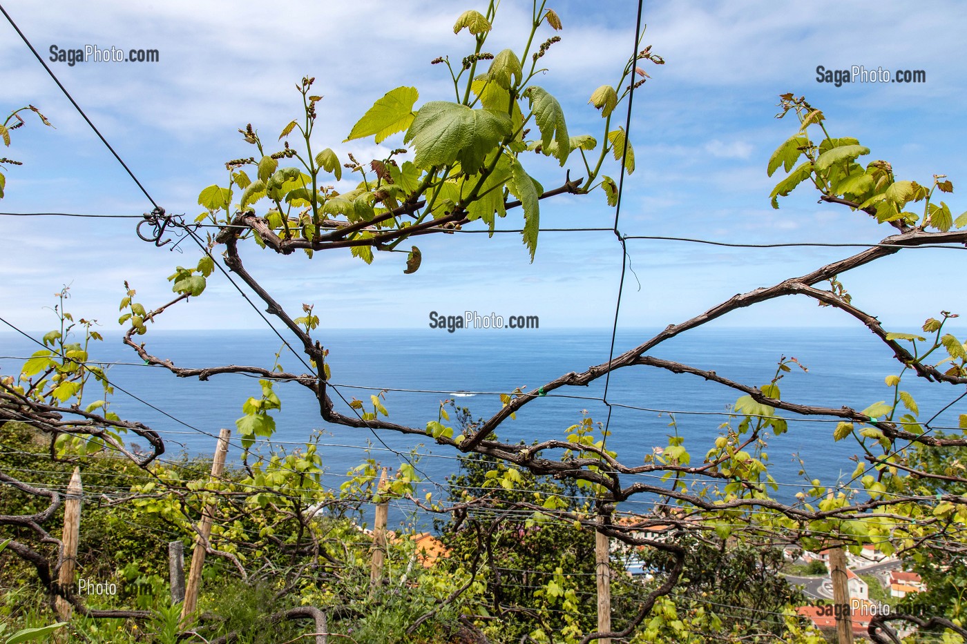 VIGNES EN ESCALIER, PORTO MONIZ, ILE DE MADERE, PORTUGAL 