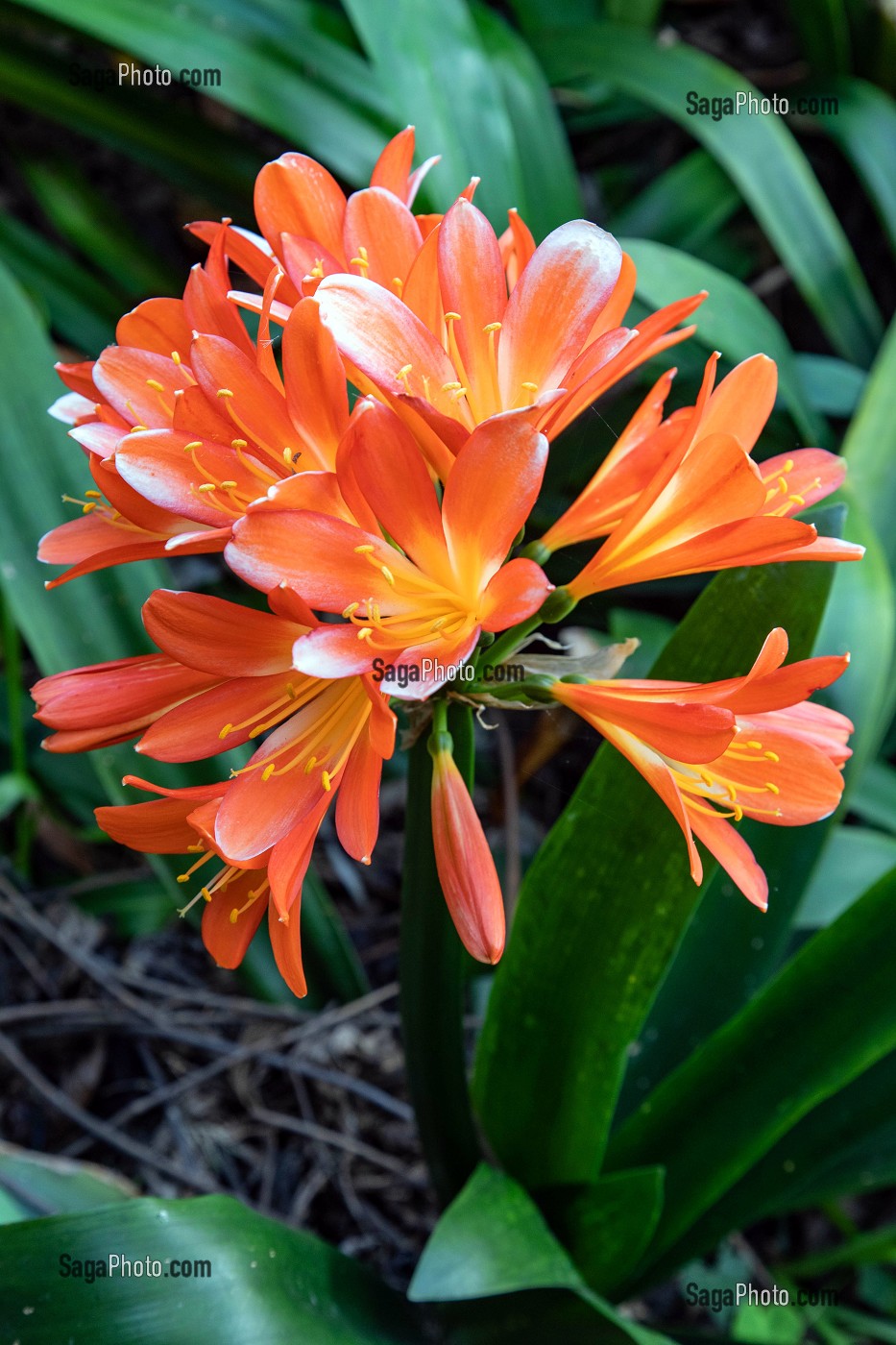 CLIVIA ORANGE, PLANTE A FLEURS ORIGINAIRE D'AFRIQUE AUSTRALE, PONTA DO SOL, ILE DE MADERE, PORTUGAL 