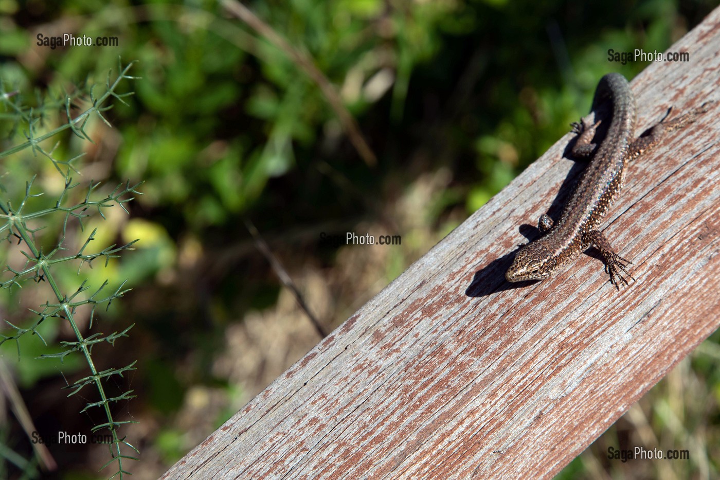 LEZARD, GARAJAU, ILE DE MADERE, PORTUGAL 