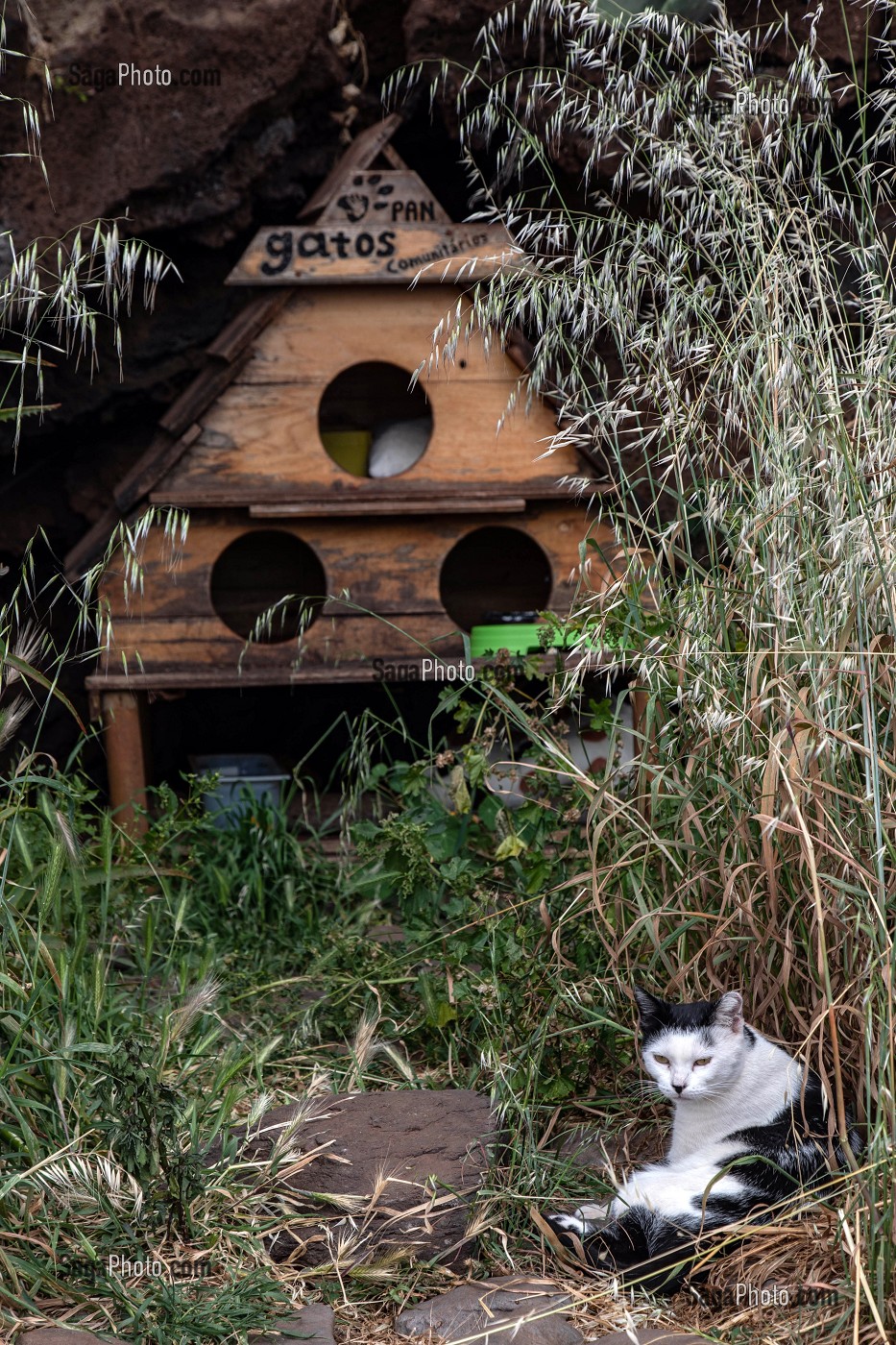 PETIT ABRIS EN BOIS, CHAT NOIR ET BLANC, CANICO, ILE DE MADERE, PORTUGAL 