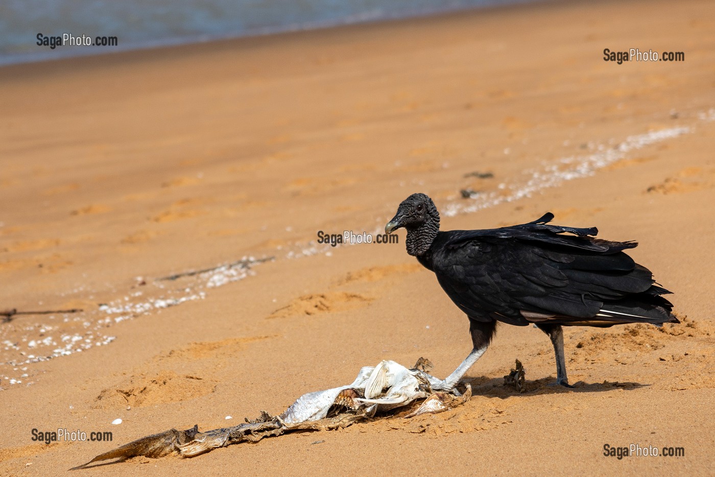 URUBU NOIR (RAPACE DE LA FAMILLE DES VAUTOURS), PLAGE DE REMIRE, ILE DE CAYENNE, GUYANE FRANCAISE, DEPARTEMENT-REGION D'OUTRE-MER, AMERIQUE DU SUD, FRANCE 