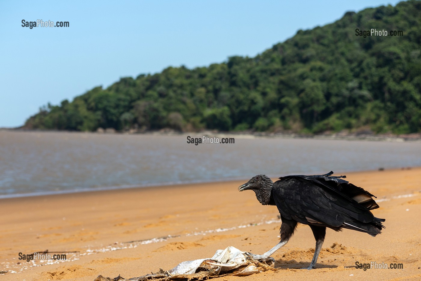 URUBU NOIR (RAPACE DE LA FAMILLE DES VAUTOURS), PLAGE DE REMIRE, ILE DE CAYENNE, GUYANE FRANCAISE, DEPARTEMENT-REGION D'OUTRE-MER, AMERIQUE DU SUD, FRANCE 