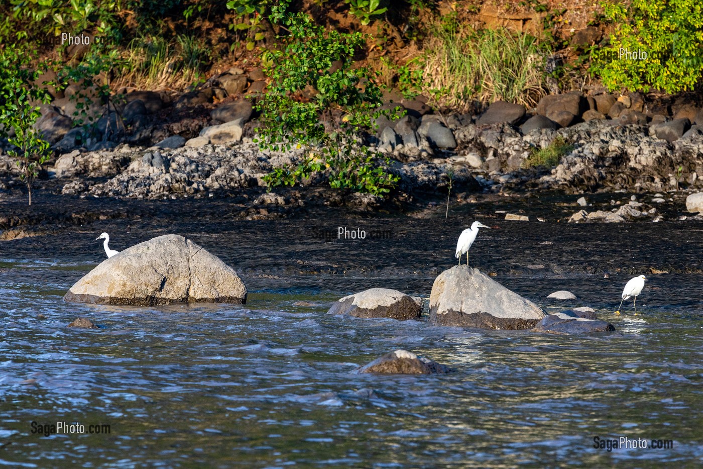 AIGRETTES BLANCHES DANS L'ANSE NADAU, CAYENNE, GUYANE FRANCAISE, DEPARTEMENT-REGION D'OUTRE-MER, AMERIQUE DU SUD, FRANCE 