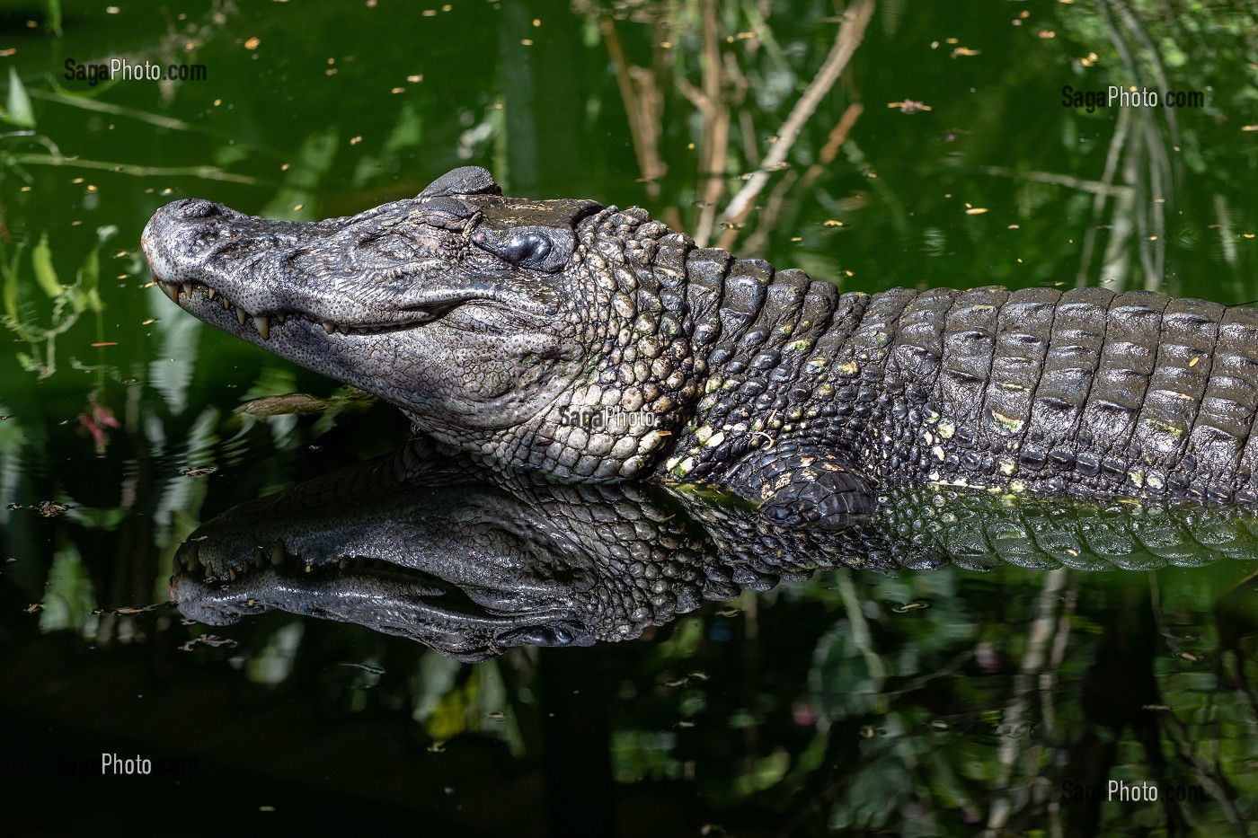 CAIMAN NOIR, ZOO DE GUYANE, MACOURIA, GUYANE FRANCAISE, DEPARTEMENT-REGION D'OUTRE-MER, AMERIQUE DU SUD, FRANCE 