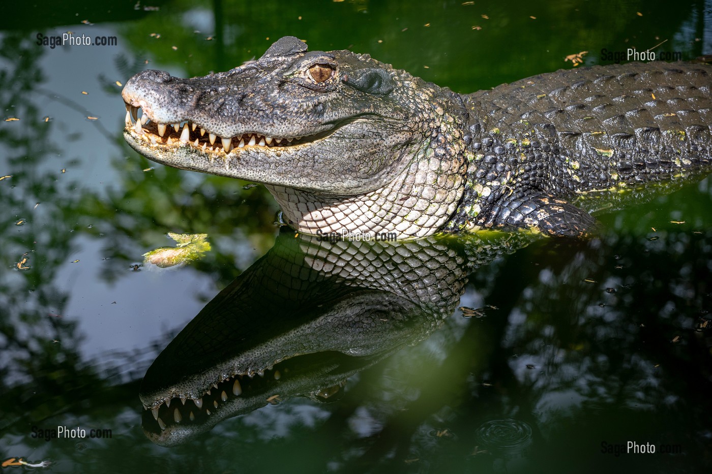 CAIMAN NOIR, ZOO DE GUYANE, MACOURIA, GUYANE FRANCAISE, DEPARTEMENT-REGION D'OUTRE-MER, AMERIQUE DU SUD, FRANCE 